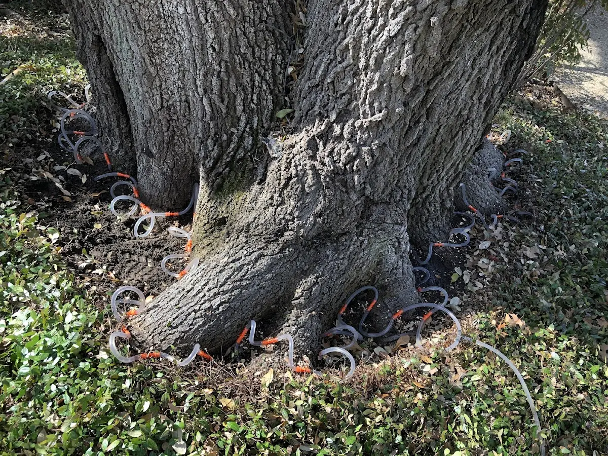 Detailed Tree Cabling and Bracing job site in Modale