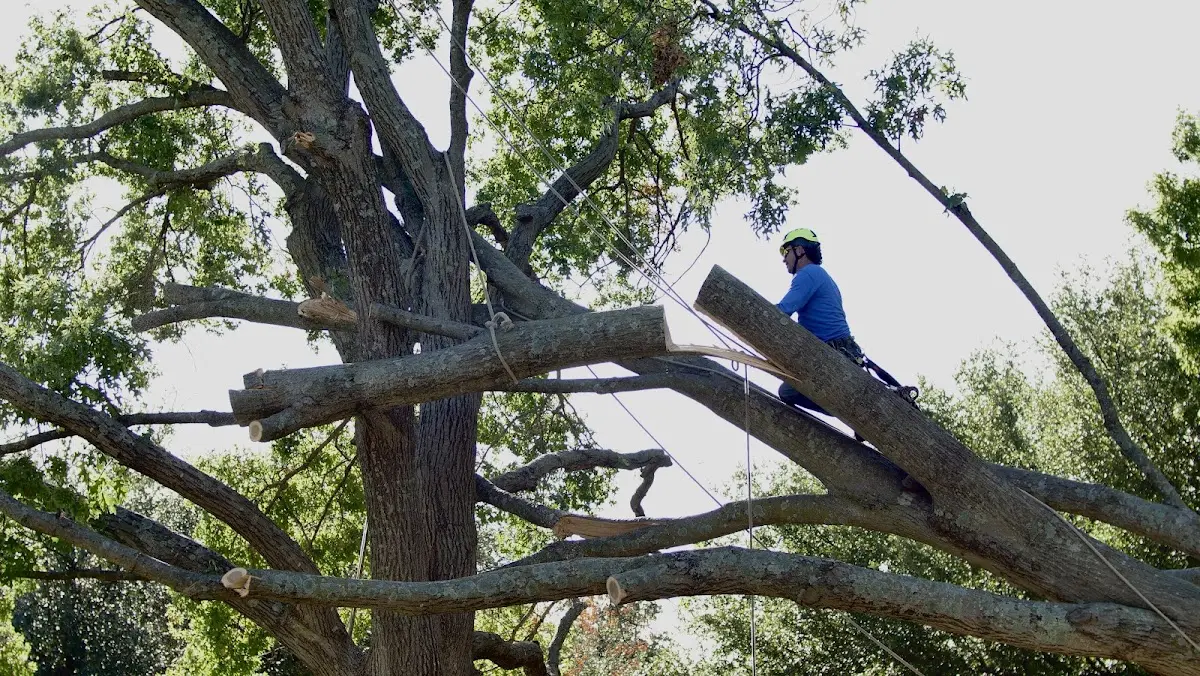 Professional Crown Thinning performed by certified arborists in Modale