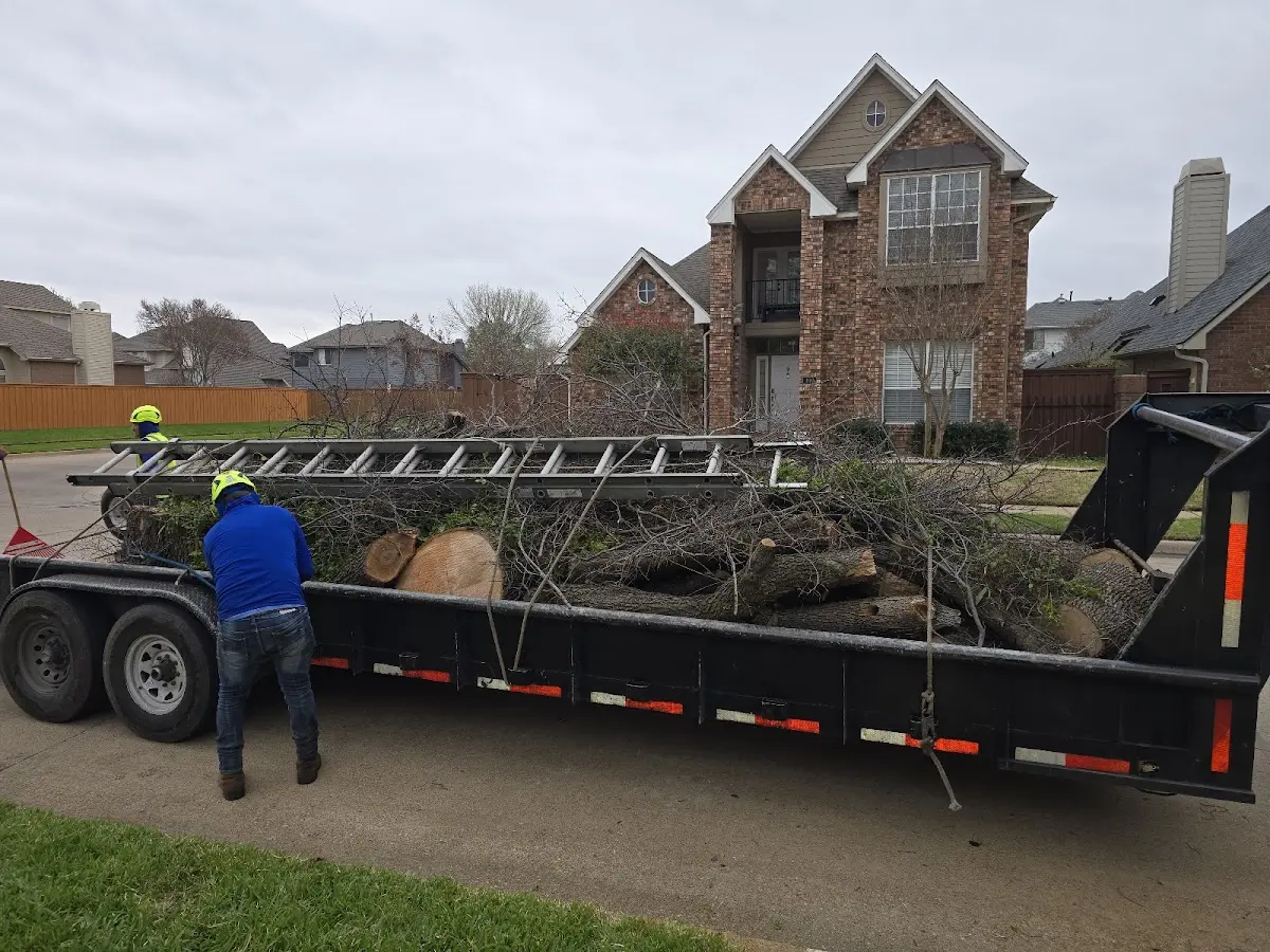 Expert Tree Fertilization with proper safety equipment in Modale